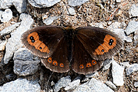 Erebia neoridas